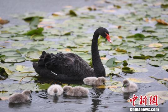 黑天鹅在线观看,在线观看揭示的不确定性与机遇 第2张 黑天鹅在线观看,在线观看揭示的不确定性与机遇 第2张